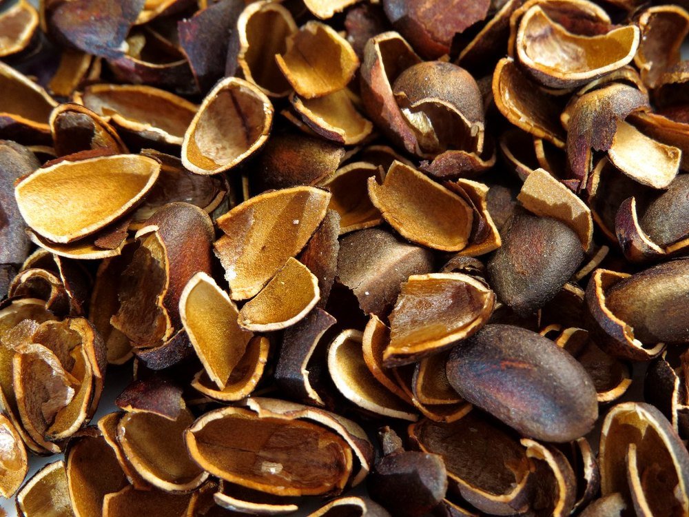 скорлупа грецких орешков