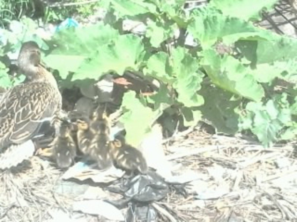 Утиная семья.