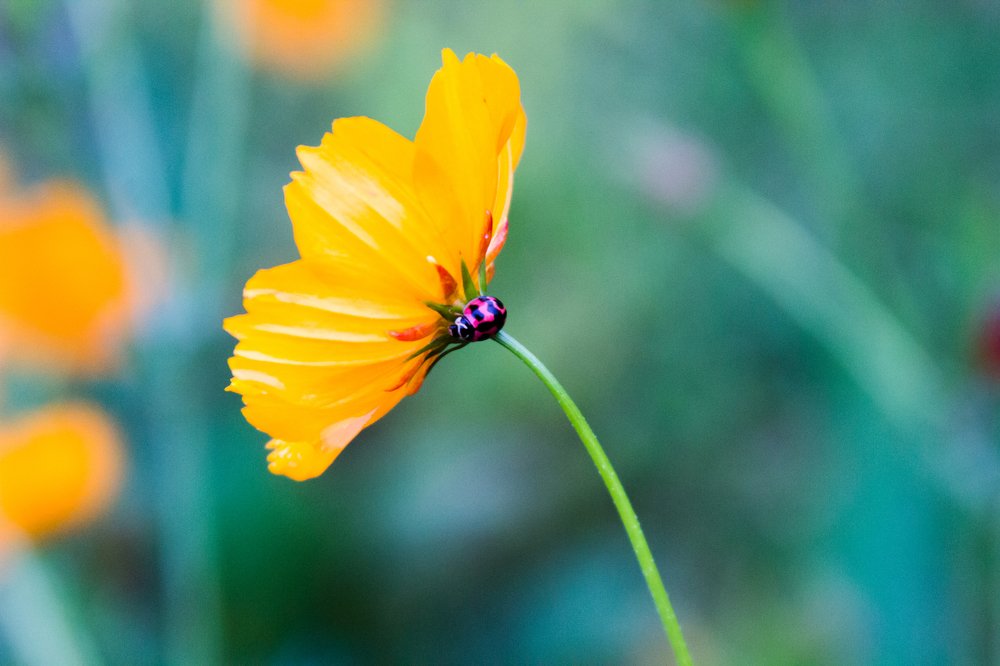 Ladybug hiding behind flower