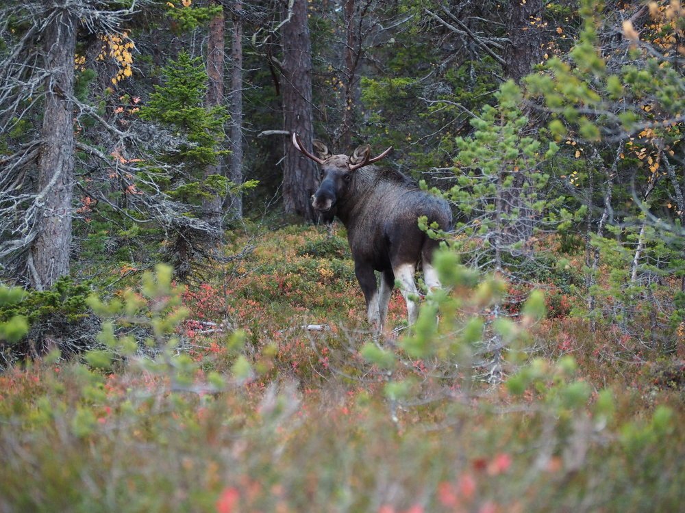Сохатый красавец