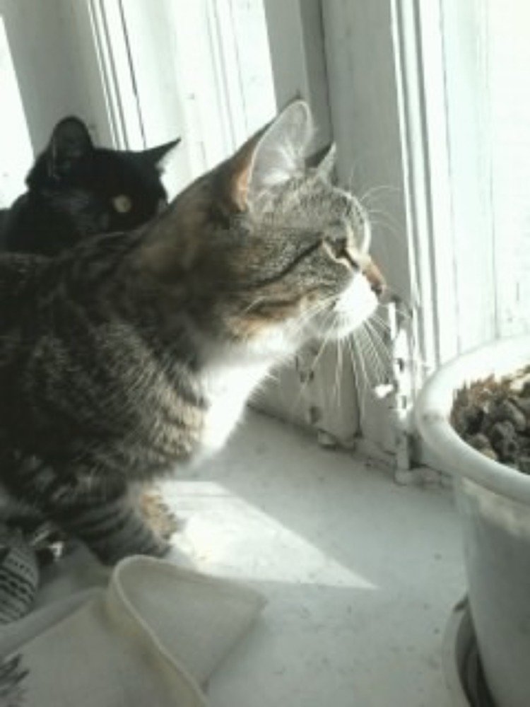 опять голуби летят .