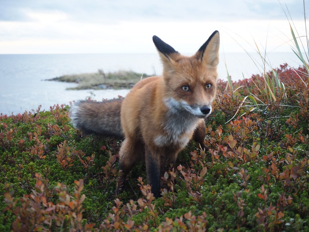 Рыжая фотомодель.