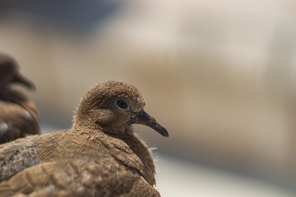 Photograph by Osama Khaleel