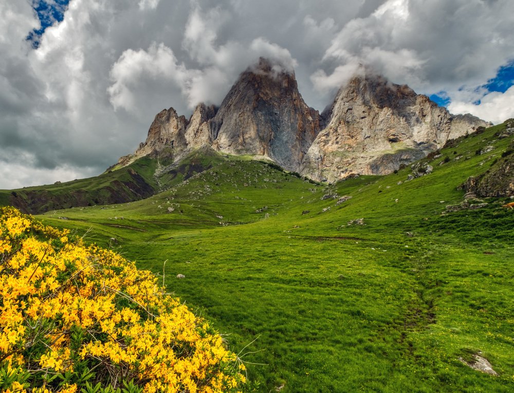 Рододендроны Ингушетии.