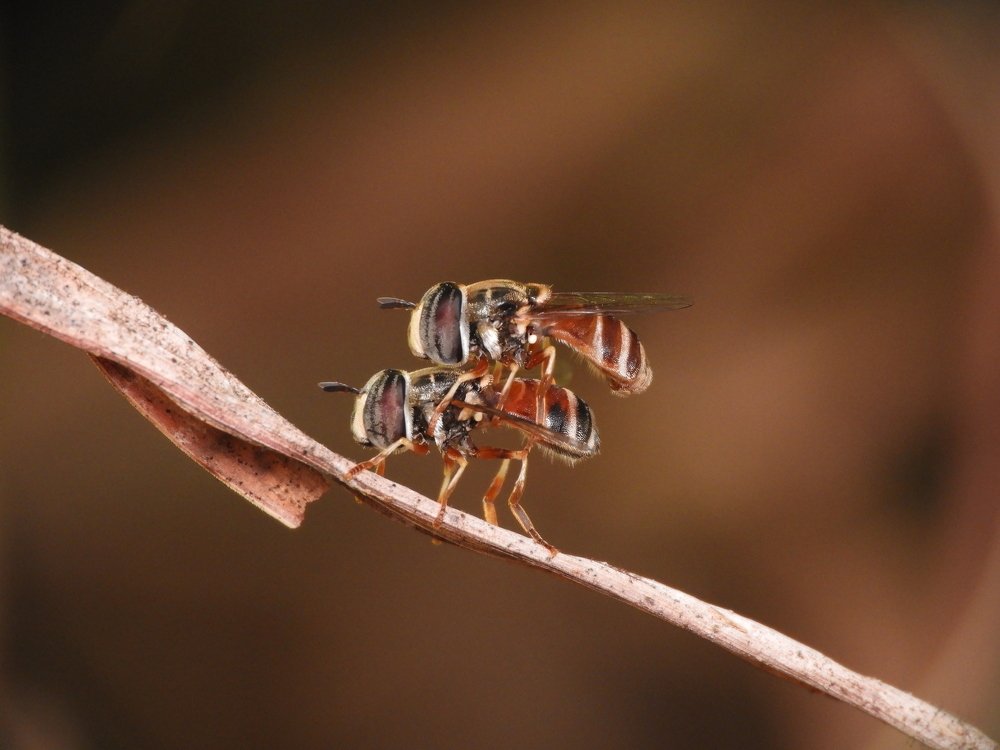 Hover fly love story