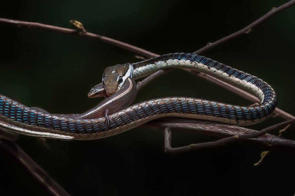 Photograph by Antarjit Singh