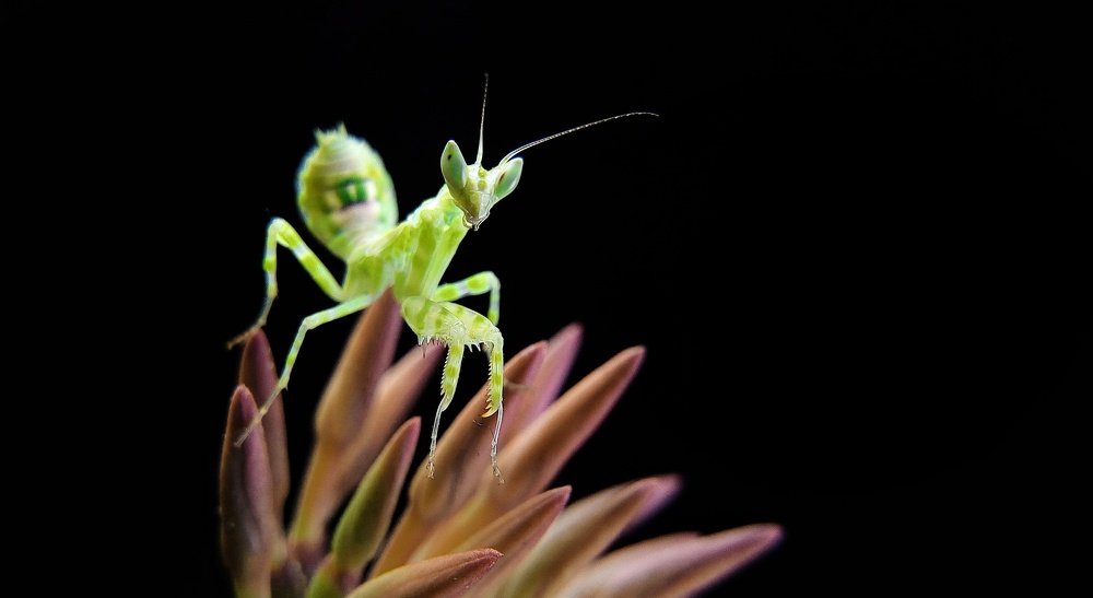 Praying Mantis on Flowers