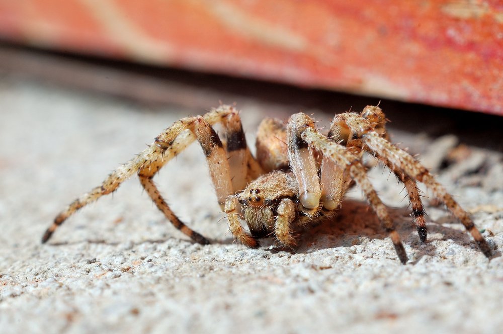 Фотография автора Teglaş Marin