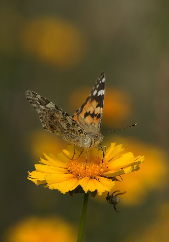 Эй! Кто там топчется как слон?