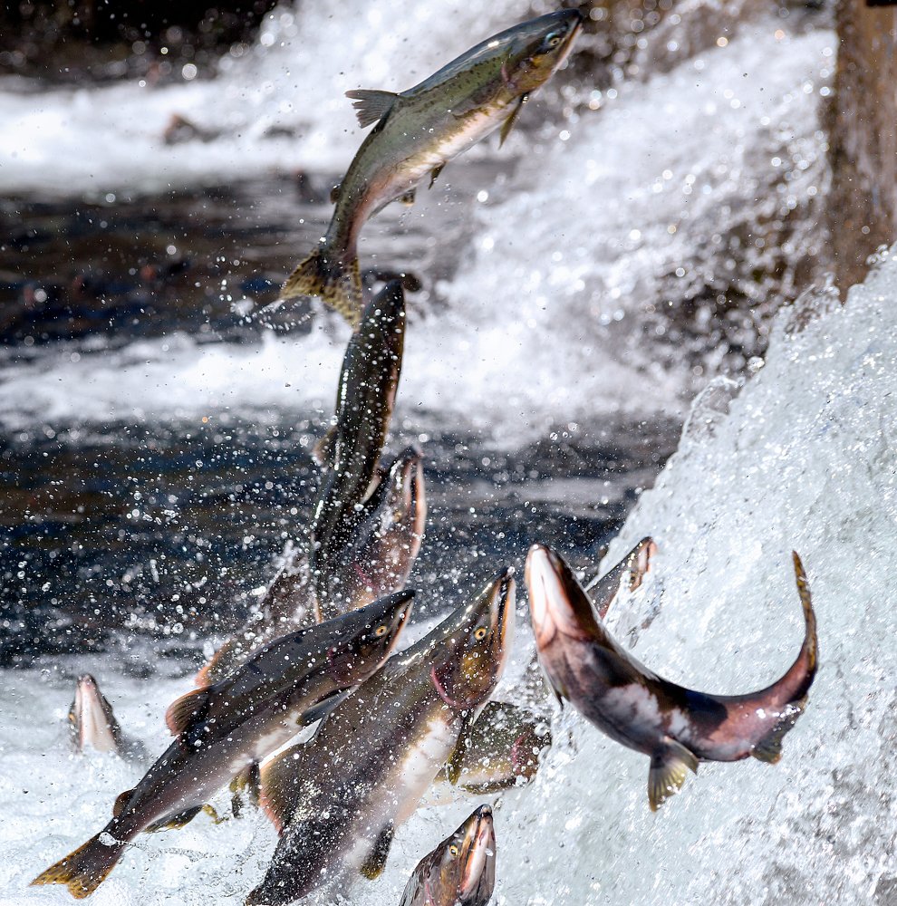 Рыбий баскетбол