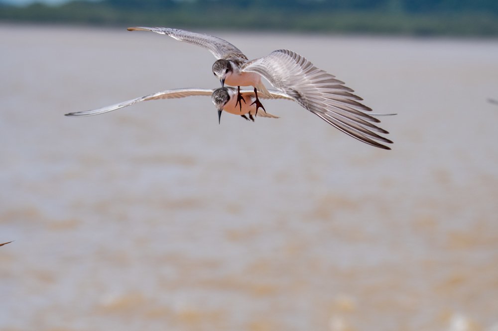 Whiskered Tern of Sebuyau