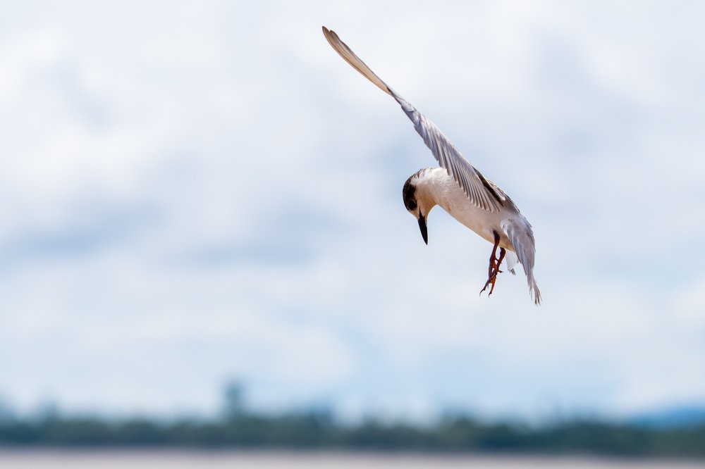 Whiskered Tern of Sebuyau