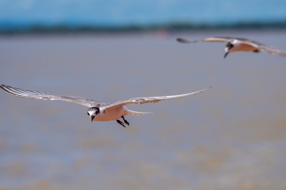 Whiskered Tern of Sebuyau
