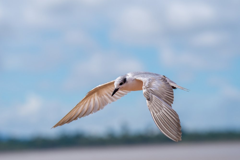 Whiskered Tern of Sebuyau