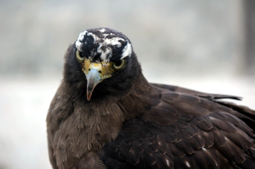 Bird beauty