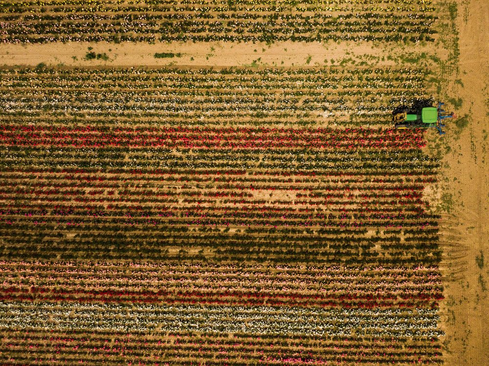 Розовые поля