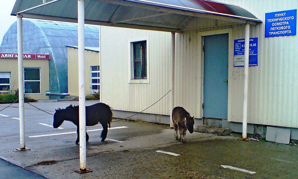 Ponies are also a transport