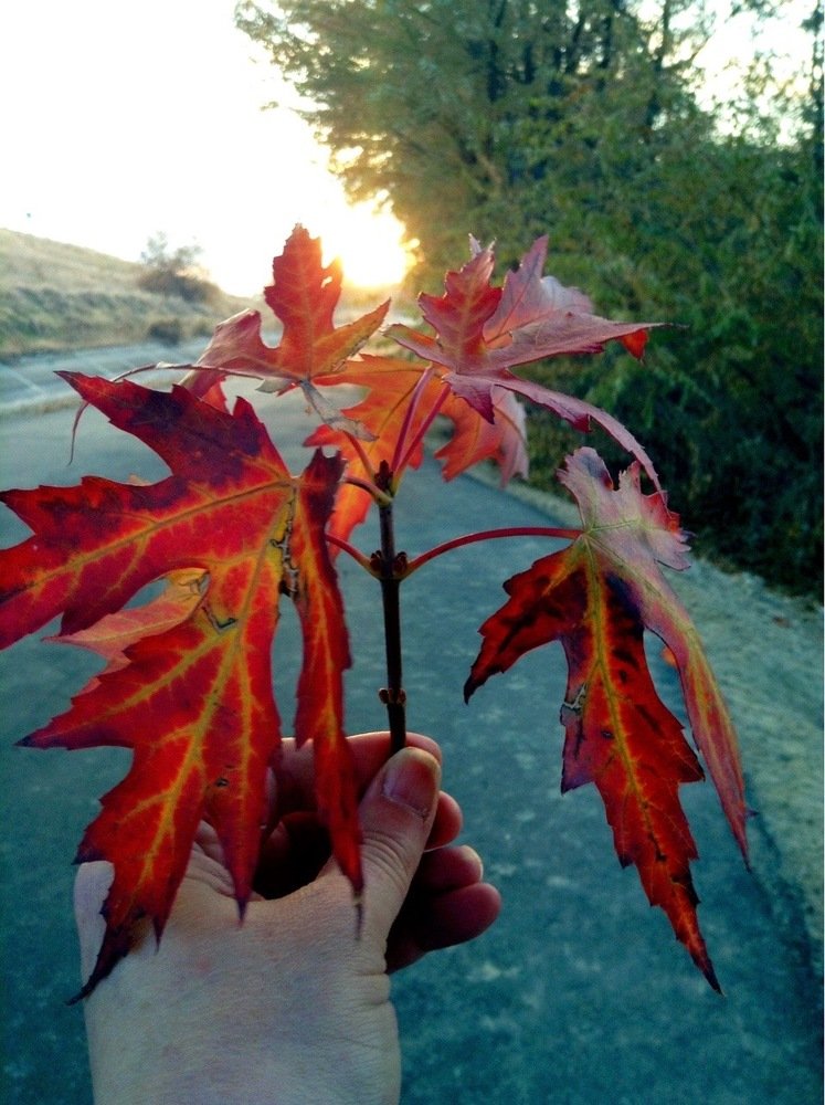 Photograph by Allison Scruggs
