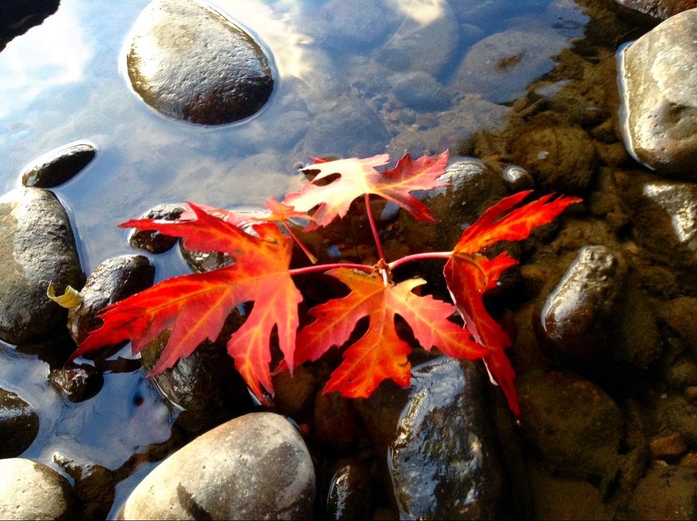 Photograph by Allison Scruggs