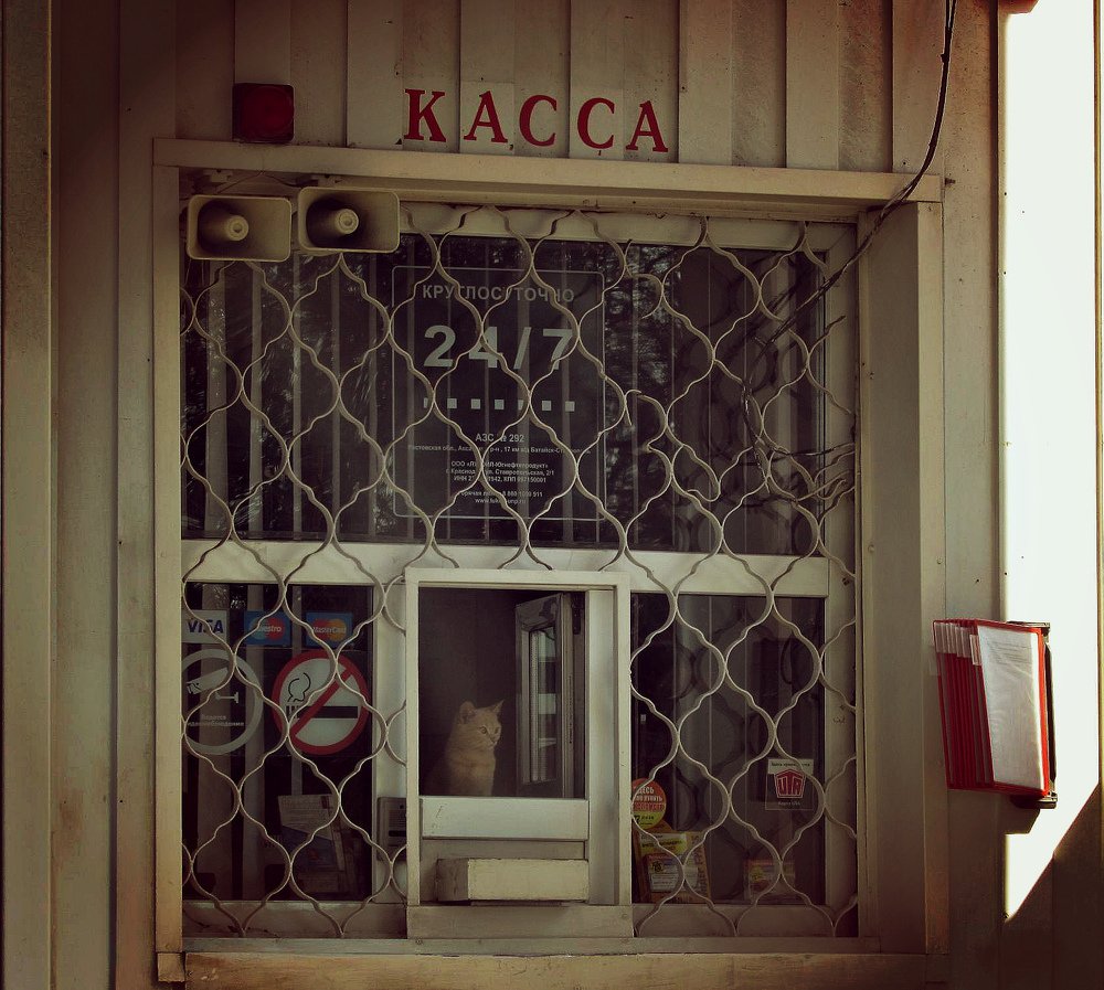 Пушистая кассир.