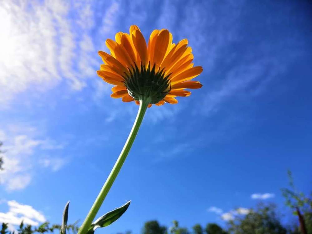 Photograph by Алина Цилык