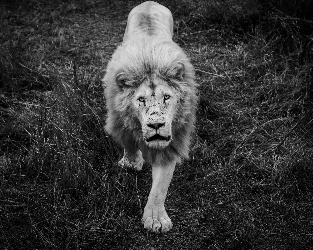 Photograph by Светлана Воскресенская