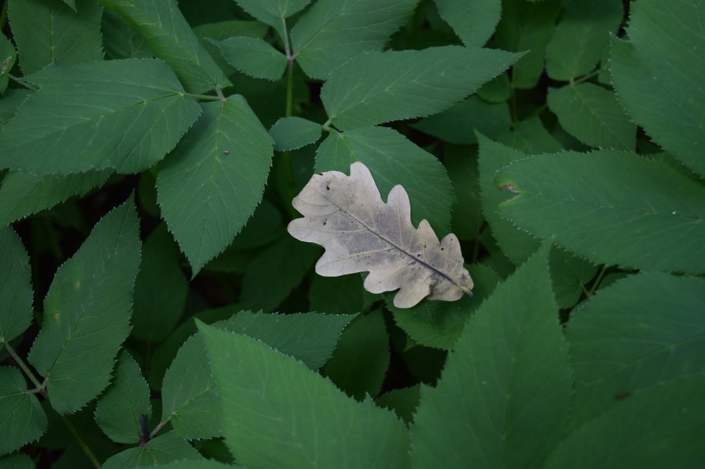 Photograph by Яна Юношева