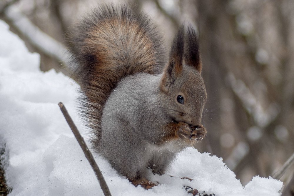 Photograph by Виктор Печищев