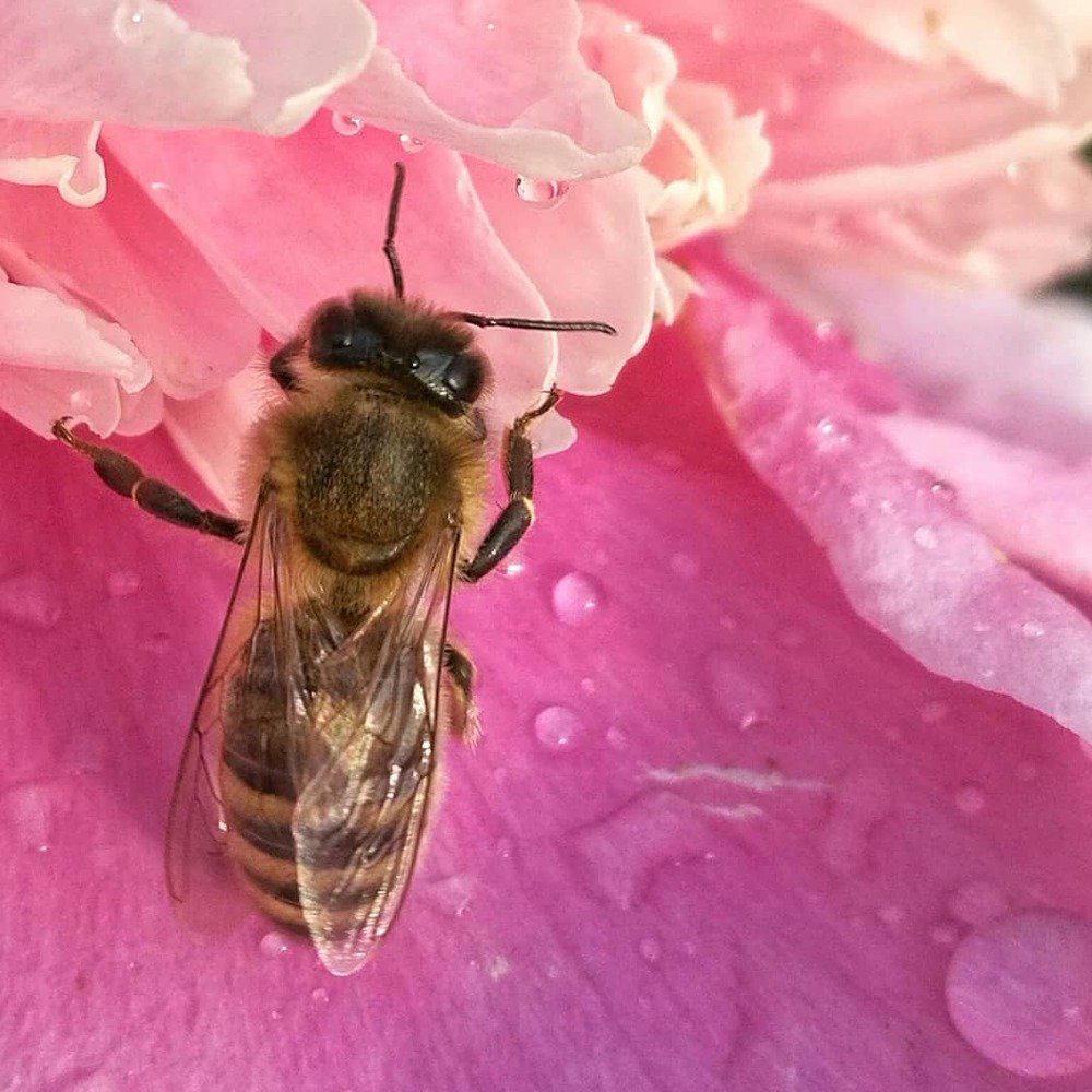 После дождя