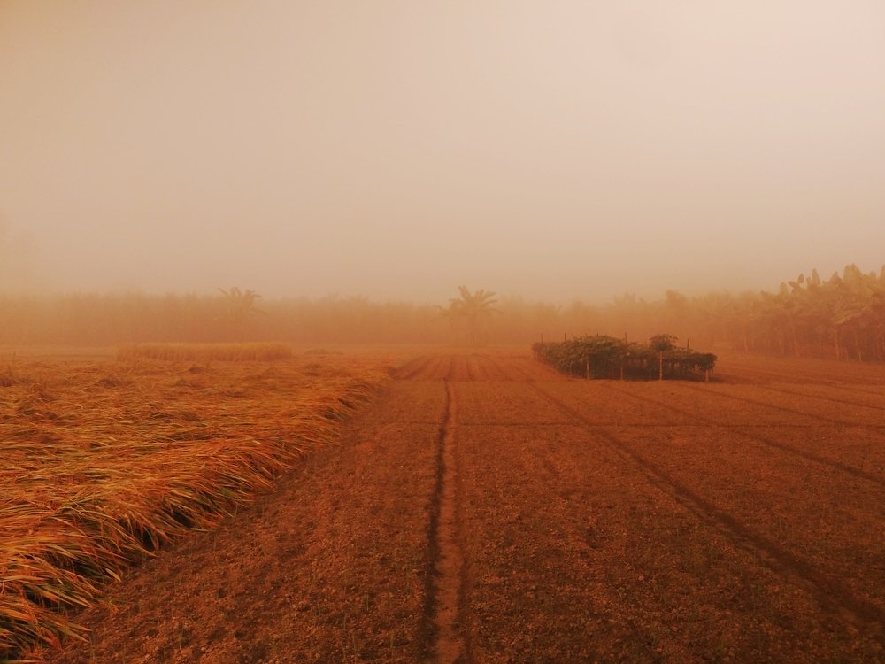 Photograph by Md Abu Sayeed Mondal