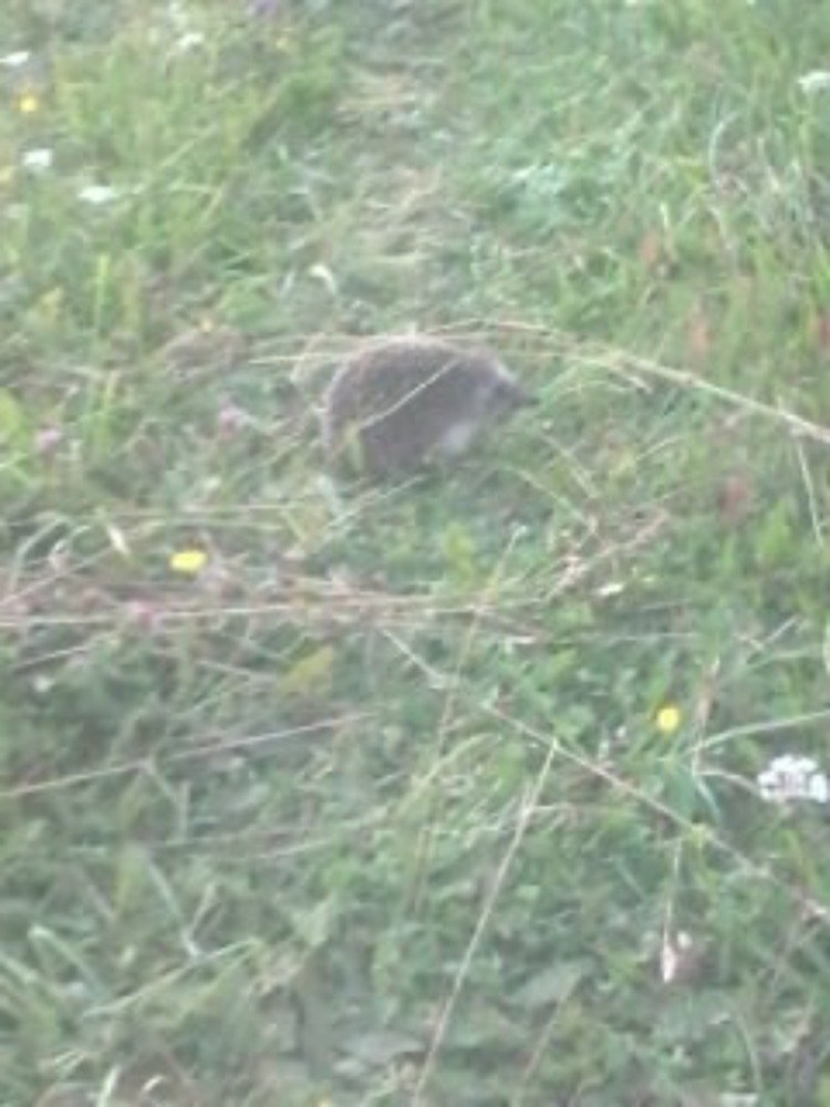 ёж на тропинке.