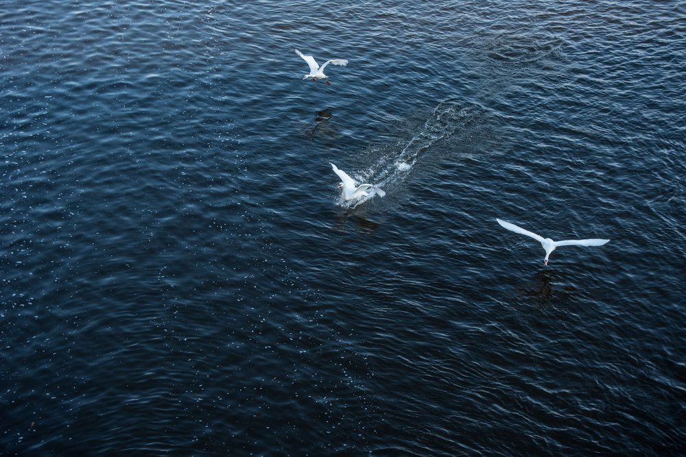 Photograph by Евгений Антонов