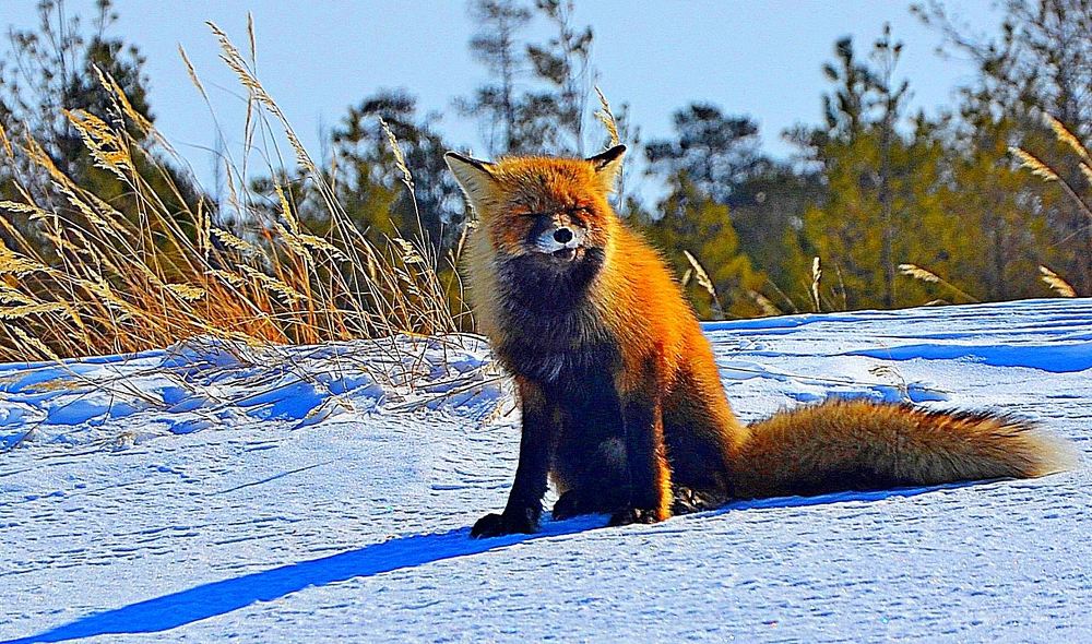 Смеётся лис над нашими рыбацкими делами..