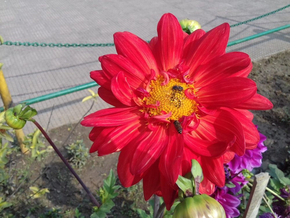Photo #3962107