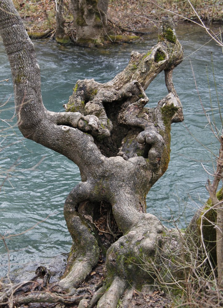 Чудеса природы