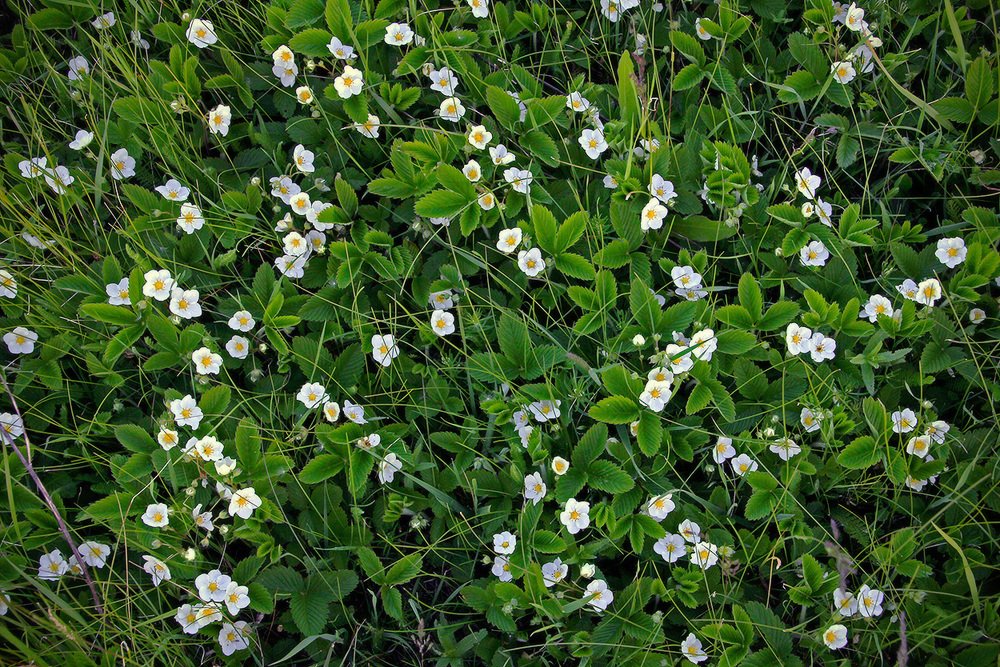 Photograph by Владимир Петрукович