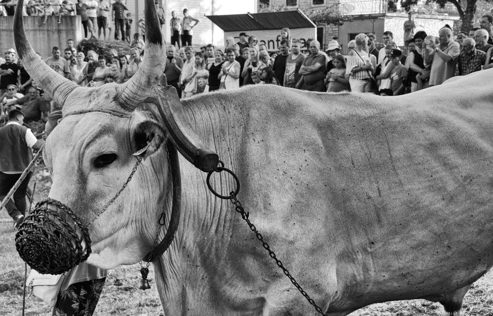 Photograph by Vesna Jakus