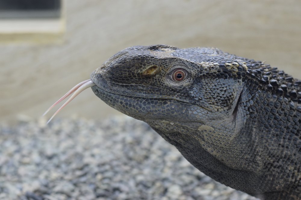 Photograph by arian saharkhiz