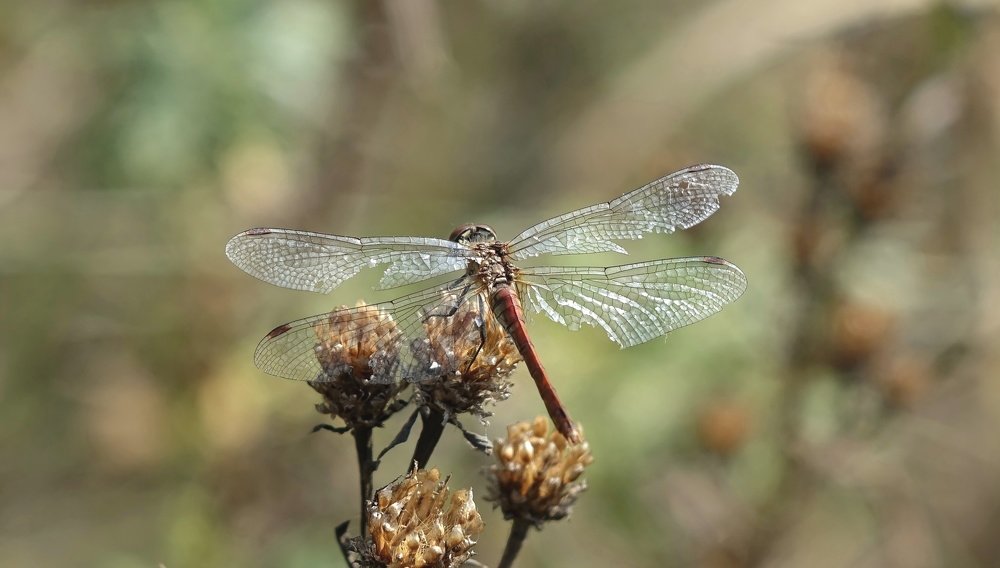 Фотография автора Валентина Гундарева