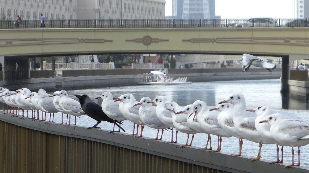 Свой среди чужих или чужой среди своих...