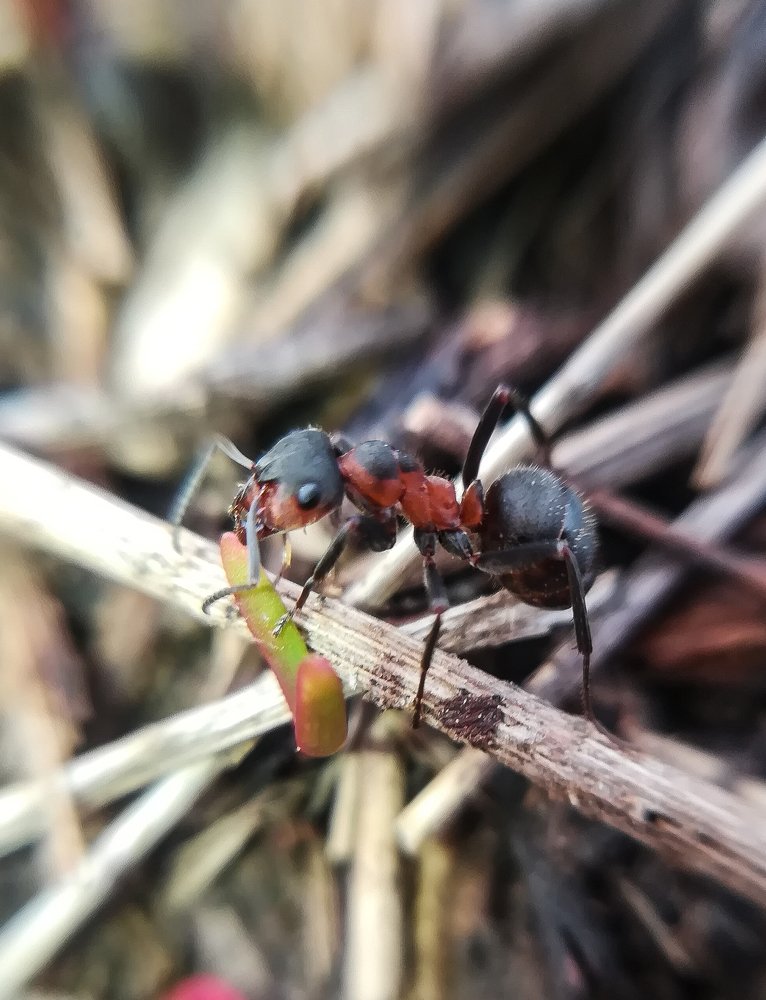 Photograph by Светлана Шибаршина