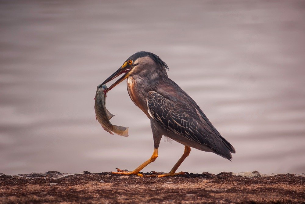Photograph by Bruno Ferreira Soares