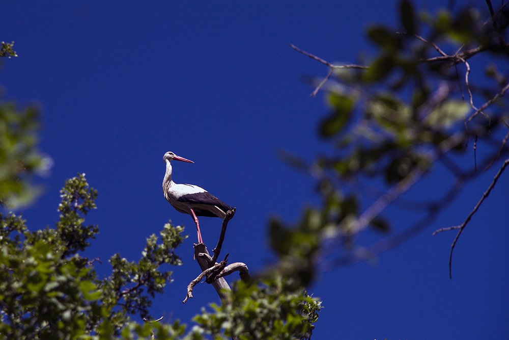 Фотография автора aryan nasrolahi