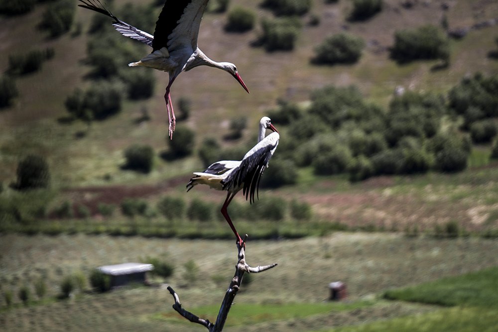 Фотография автора aryan nasrolahi
