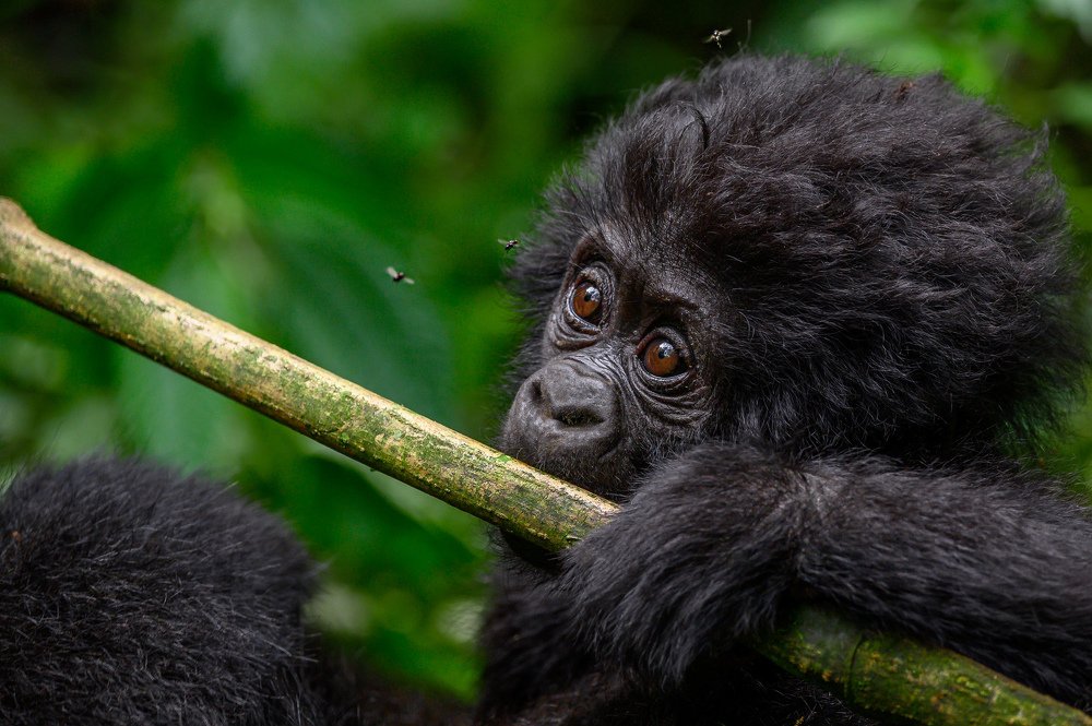 Flipped Out by the Flies