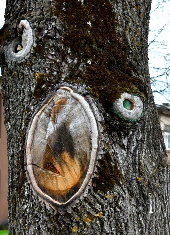 Деревья как люди / Trees like people