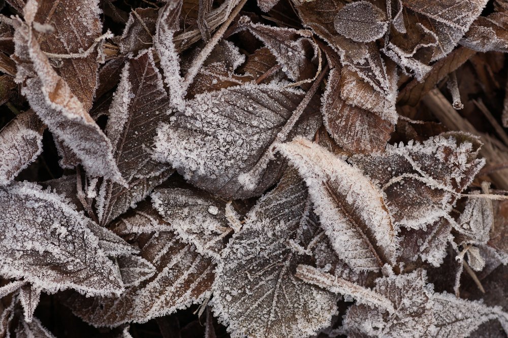 Photograph by Светлана Давыдова