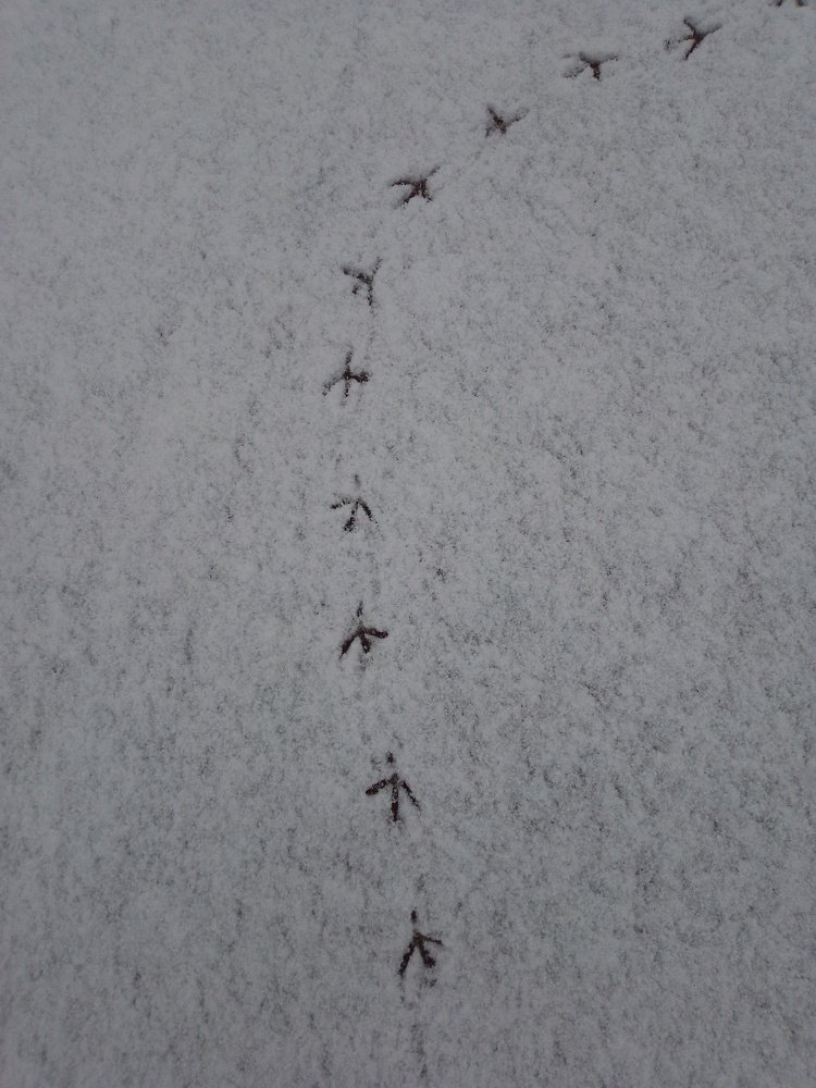 Птицы идут на юг!