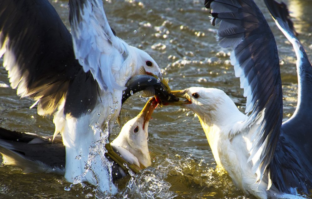 Photograph by Lokman Demir