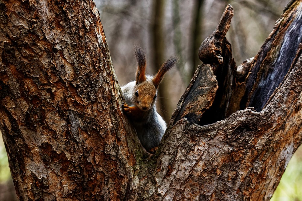 Photograph by Александр Савченко